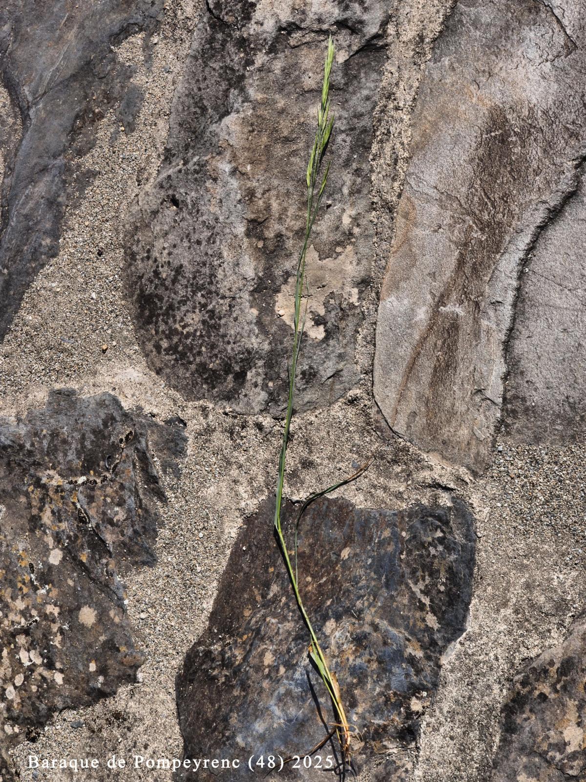 Brome, Alaska plant